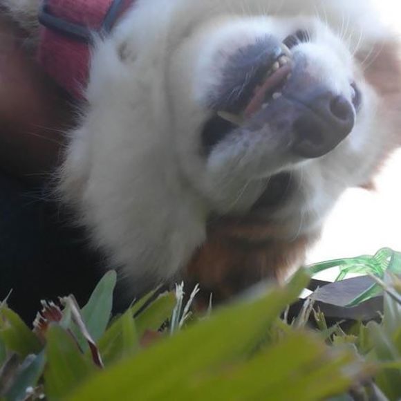 alohapuddy
